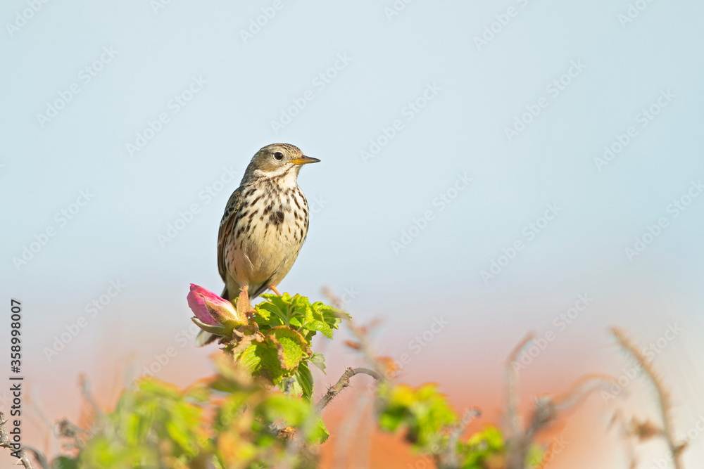 Meadow Pipit (Anthus pratensis) perched on a bush in the late evening in Denmark.