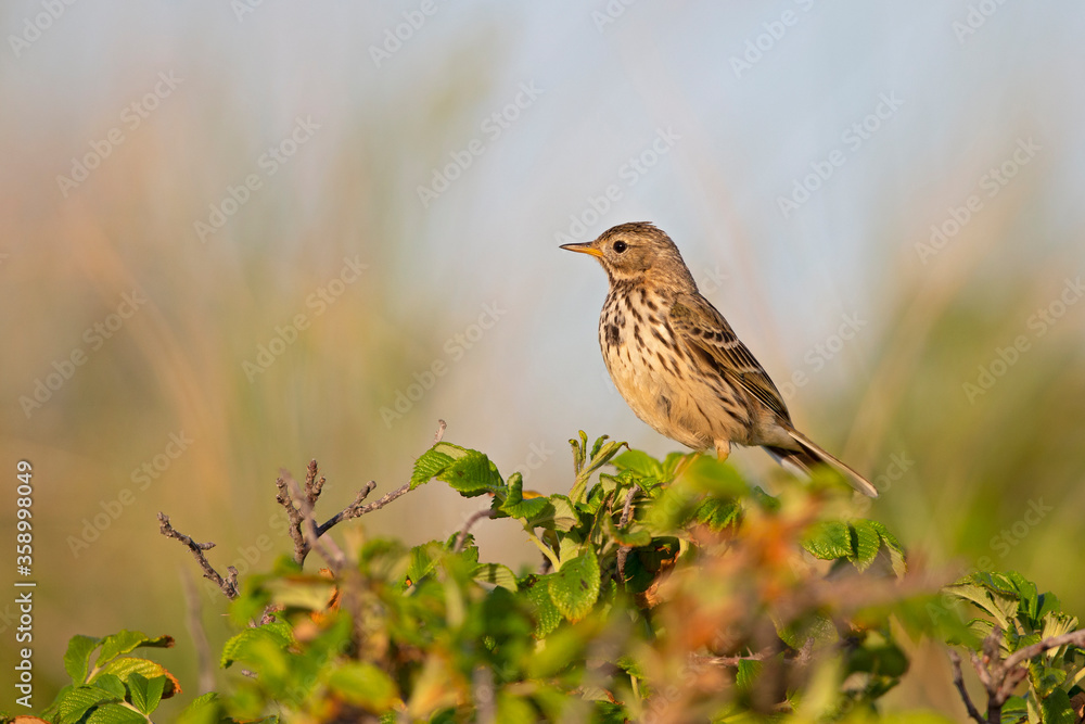 Meadow Pipit (Anthus pratensis) perched on a bush in the late evening in Denmark. Meadow Pipit (Anthus pratensis) perched on a bush in the late evening in Denmark.