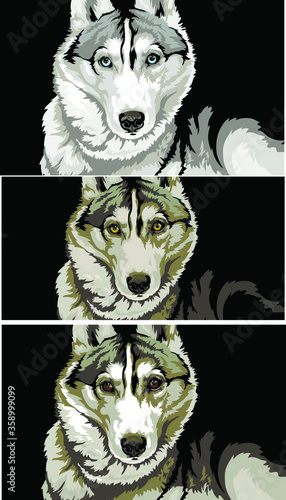 set of portraits of a Siberian husky or wolf dog The muzzle is grey with blue amber and brown eyes