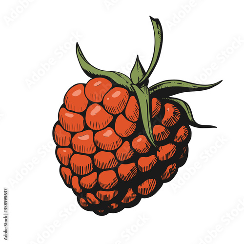 sketch of the raspberry on white background,vector illustration