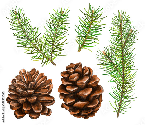 Christmas set with drawn by hand with spruce branches fir cones drawn by hand with colored pencils. Winter decorations isolated on white background