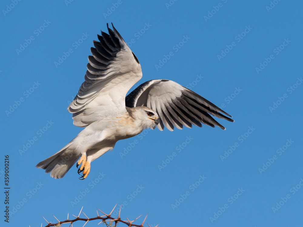 Obraz premium Black-shouldered kite lake-off