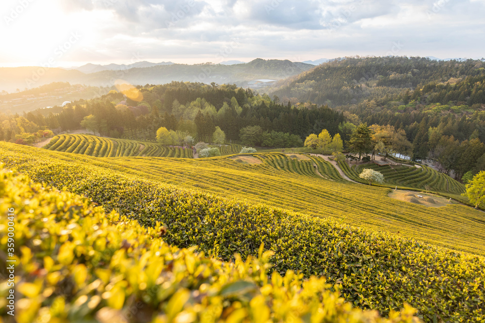 Obraz premium Green tea farm