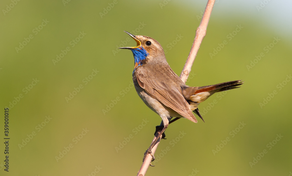 Fototapeta premium Bluethroat, Luscinia svecica. Singing bird sitting on a branch