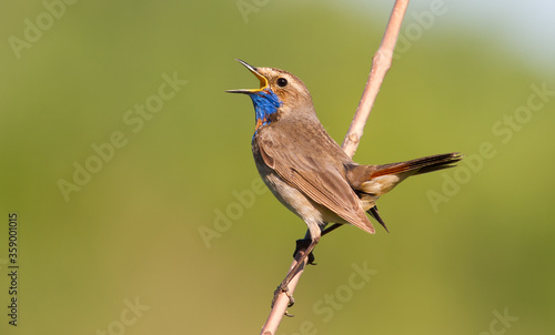 Bluethroat, Luscinia svecica. Singing bird sitting on a branch