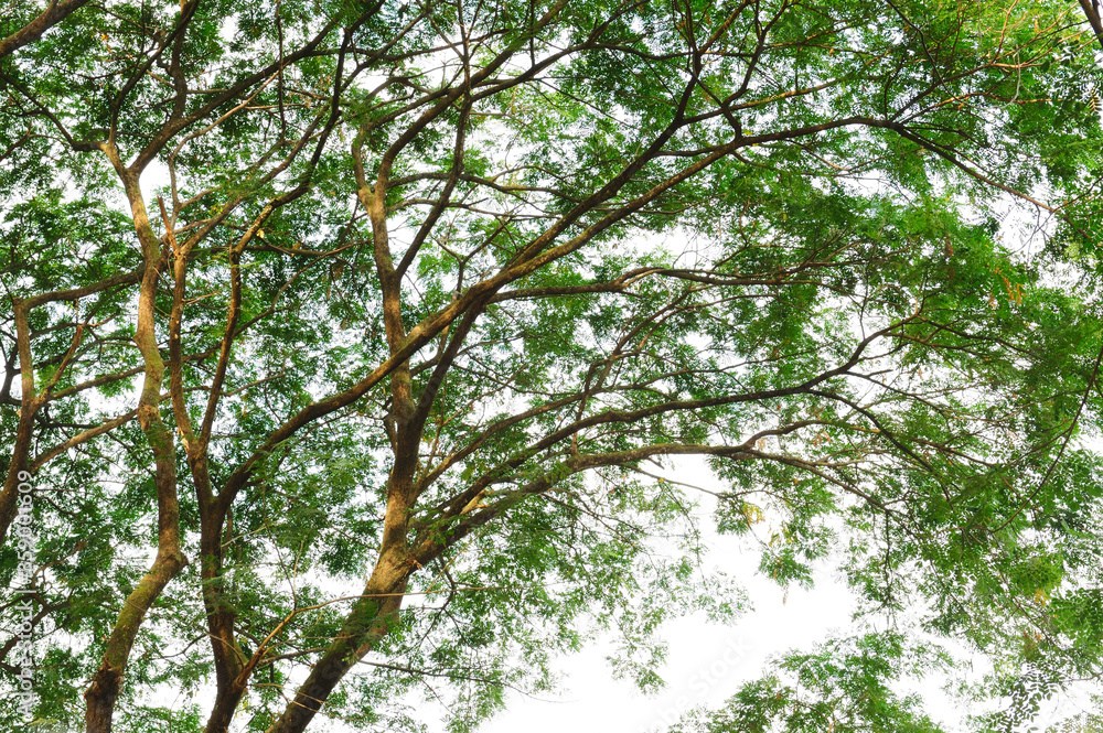 Fototapeta premium Treetops background