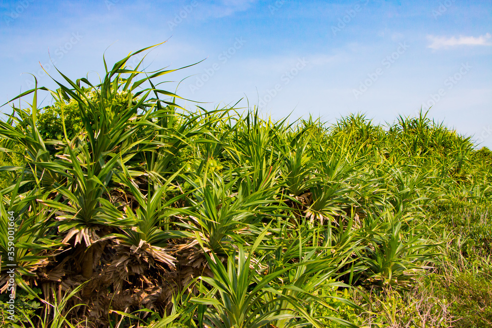 Obraz premium アダンの群生