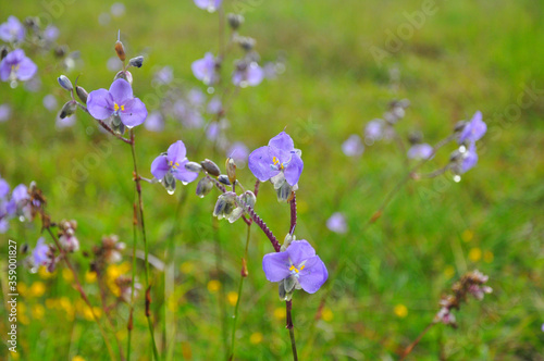 Crested Naga flowers, sweet purple flowers