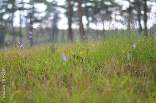 The grass is blooming and there is a blurred pine background