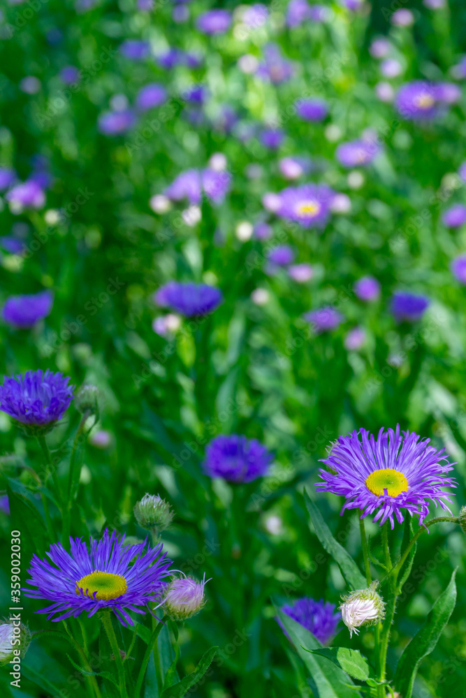 Field with purple flowers violet - green blurred background close-up