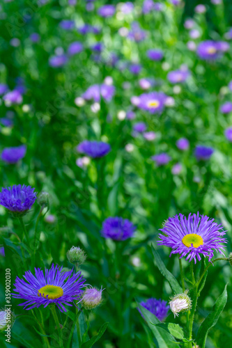 Field with purple flowers violet - green blurred background close-up