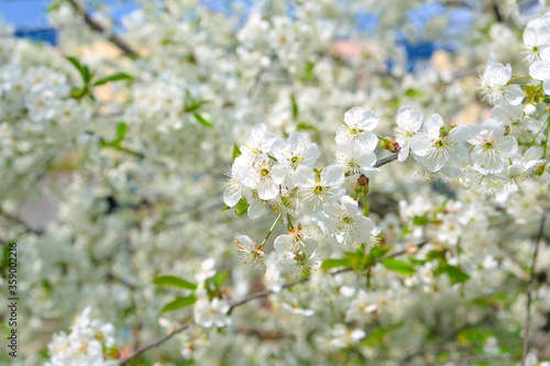 beautiful cherry blossom. spring, white cherry flowers on a blue sky background.