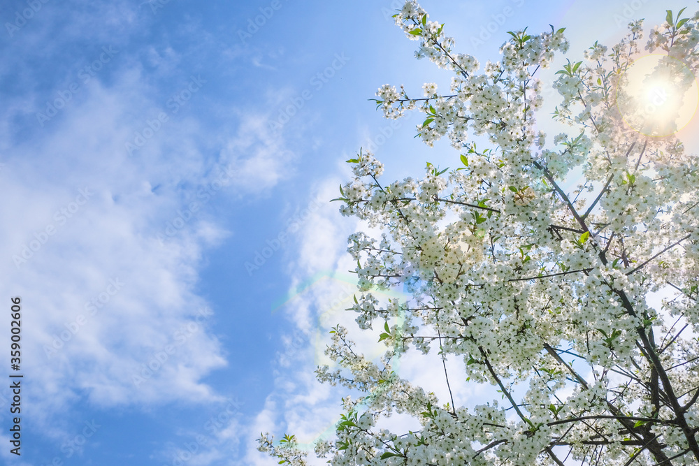 beautiful cherry blossom. spring, white cherry flowers on a blue sky background. copy space for text. beautiful cherry blossom. spring, white cherry flowers on a blue sky background. copy space for text.
