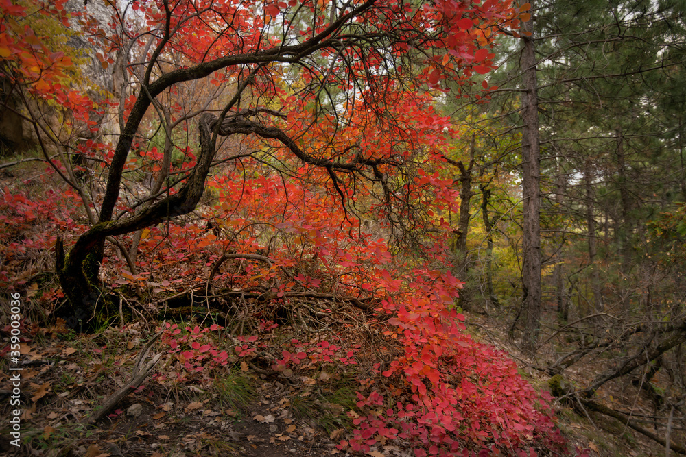 The tree of scumpia (Cotinus).