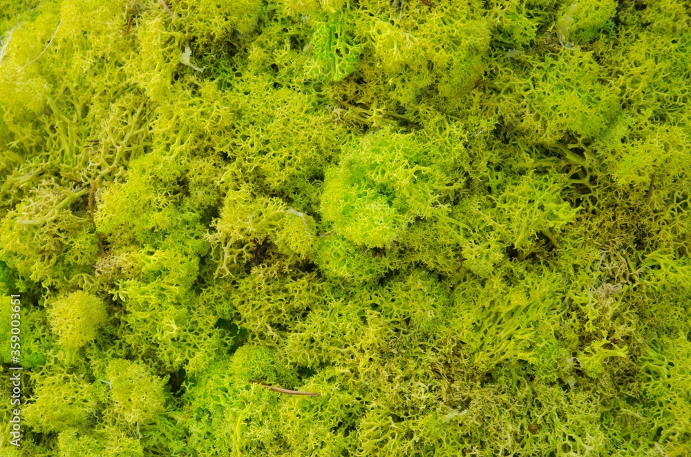 Naklejka premium Decorative light green moss close up, moss wall background.