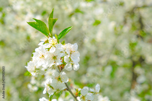 beautiful cherry blossom. spring, white cherry flowers on a blue sky background. copy space for text.