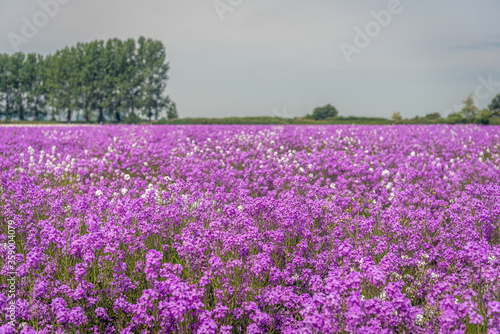 Lilac and white flowering dame's rocket plants from close © Ruud Morijn
