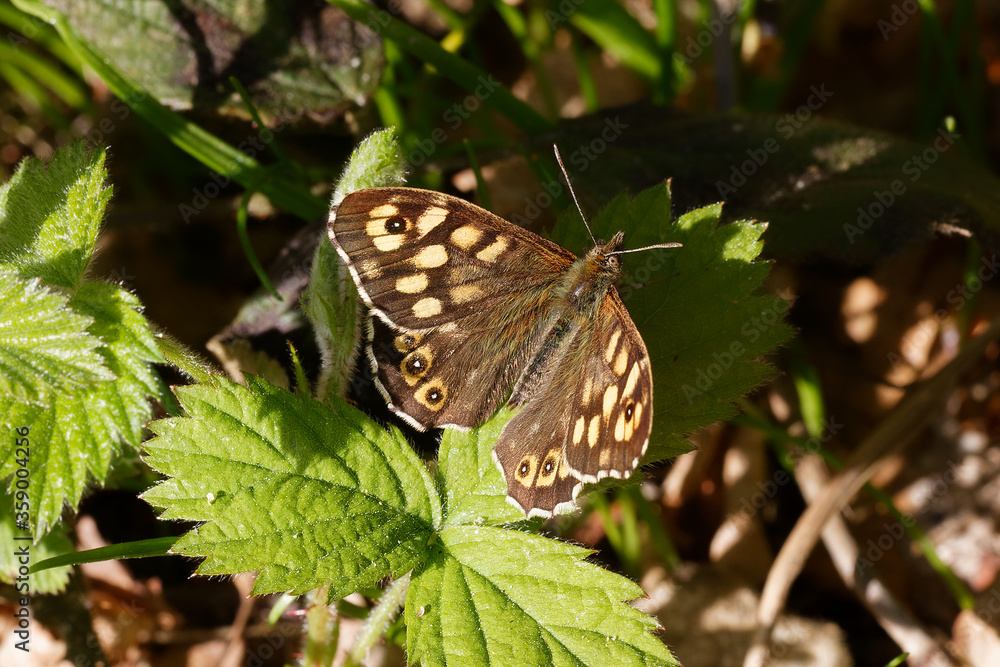 A Speckled Wood butterfly basking on a Bramble leaf. A Speckled Wood butterfly basking on a Bramble leaf.