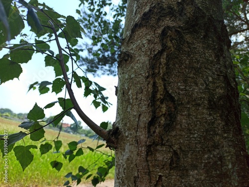 Fototapeta Naklejka Na Ścianę i Meble -  Pień brzozy.