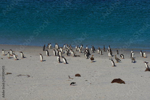 Gentoo Penguins (Pygoscelis papua) on Leopard Beach on Carcass Island in the Falkland Islands.
