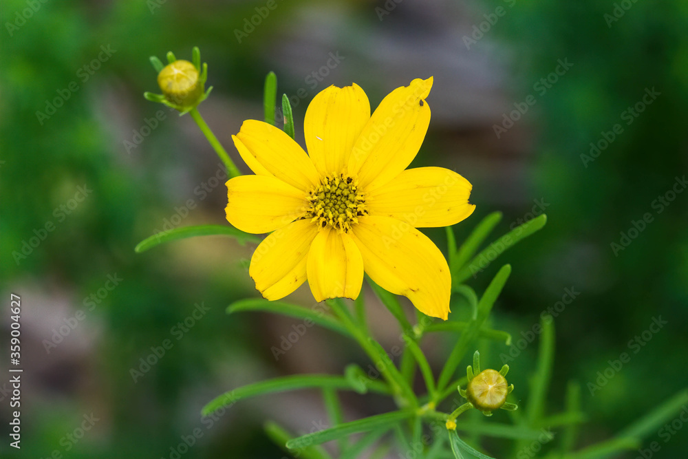 Obraz premium a small yellow flower just opened up in the garden
