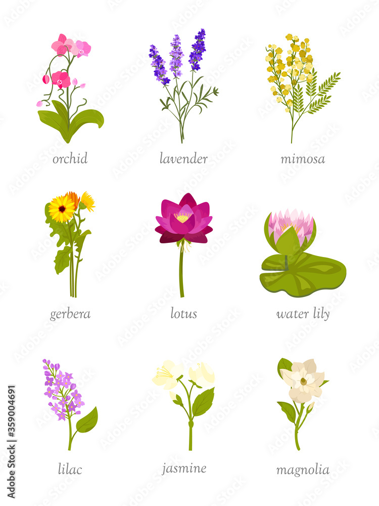 Beautiful flowers flat vector illustrations set Beautiful flowers flat vector illustrations set