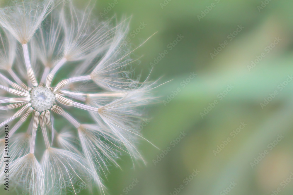 Fototapeta premium Miękki mniszek z rozmycie tła