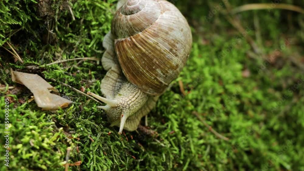 A huge grape snail in the forest creeps on moss. Untouched nature. The natural environment. Small insects. Macro shooting. Close-up. A huge grape snail in the forest creeps on moss. Untouched nature. The natural environment. Small insects. Macro shooting. Close-up.
