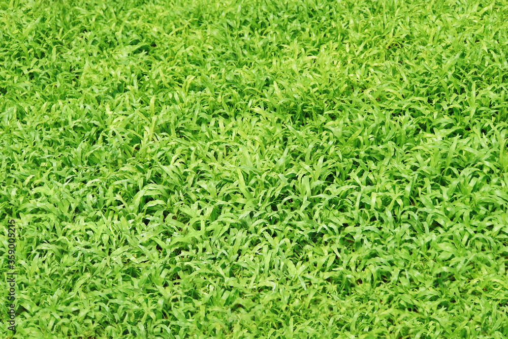 Grass texture background. Grass surface for product display arrangement. Grass texture background. Grass surface for product display arrangement.