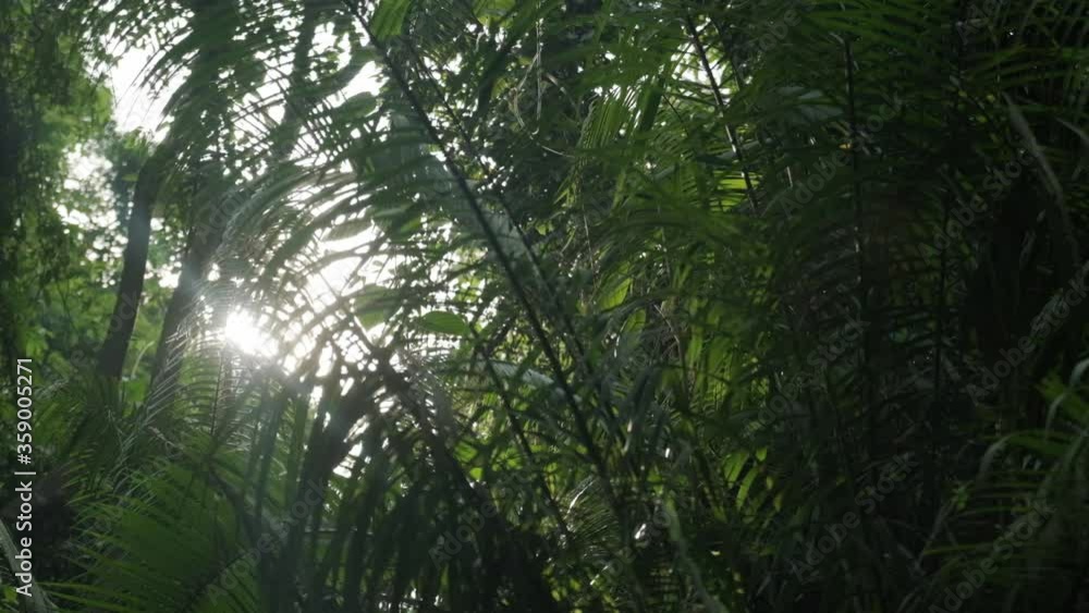 Old branchy tree twined with vines in a rainforest. Slow motion, Bali, Indonesia