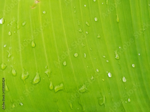 Canvas Print Banana Leaf and great green background stock photos