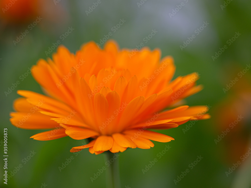 Close-up of a blooming orange marigold blossom