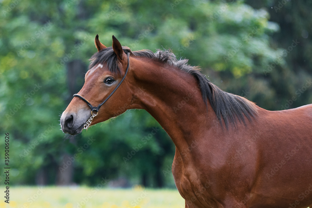 Portrait of a beautiful chestnut horse with mane stands on natural summer background, head closeup Portrait of a beautiful chestnut horse with mane stands on natural summer background, head closeup