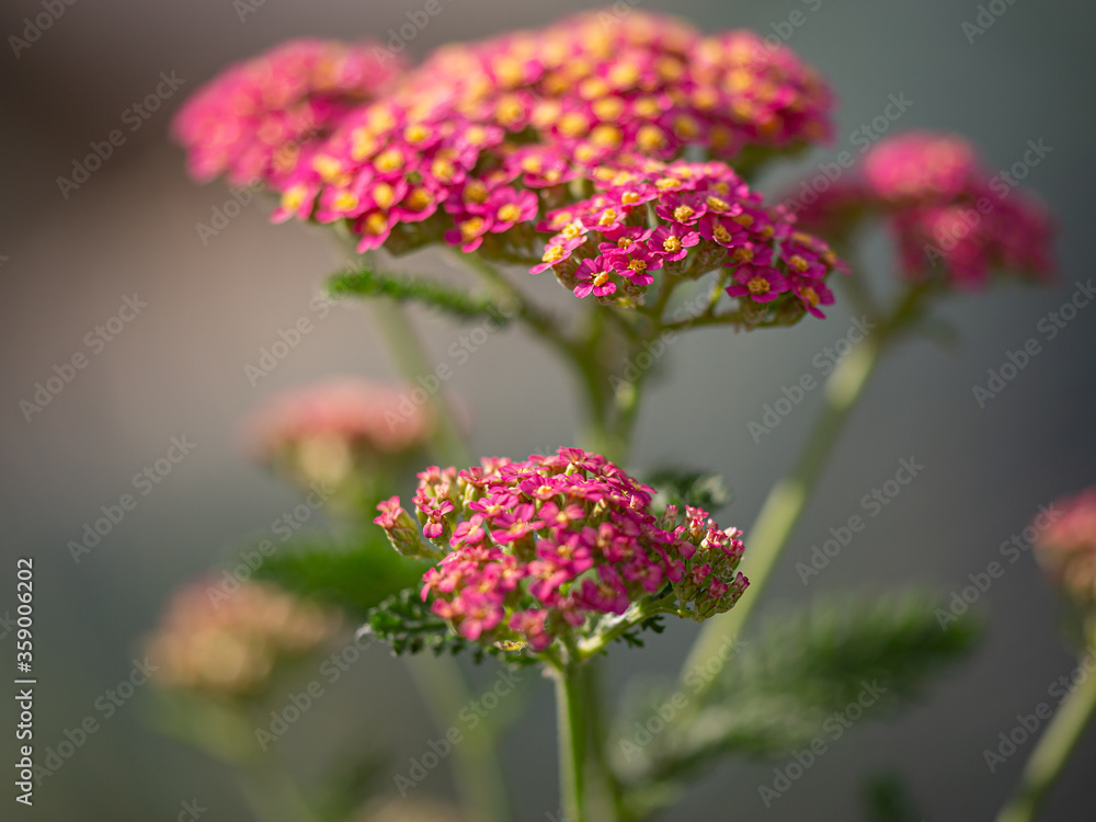 Close-up of pink yarrow blossoms with blurry background Close-up of pink yarrow blossoms with blurry background