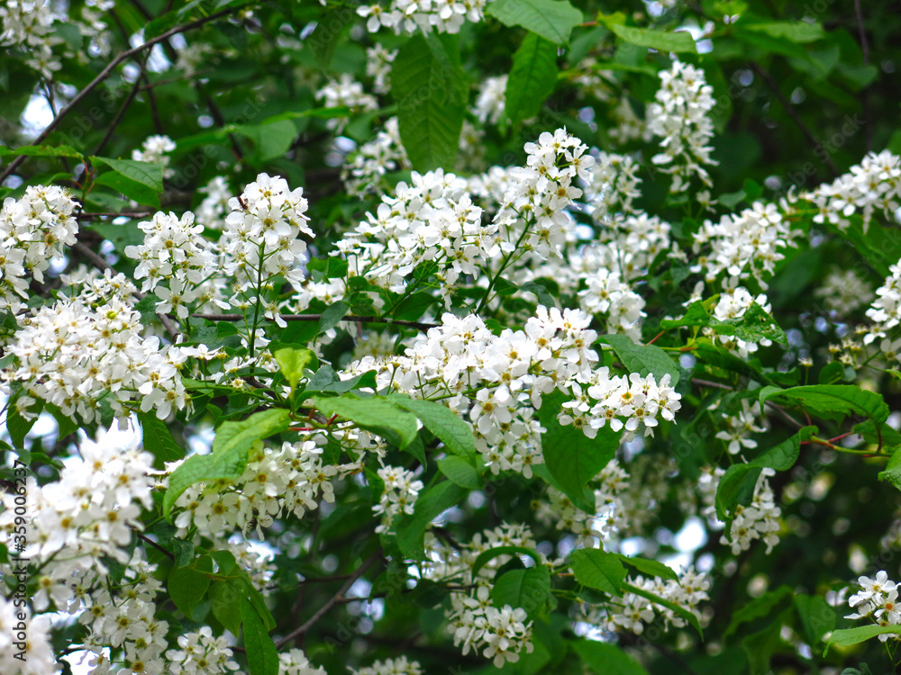bird cherry blossoms in spring with a lush white color bird cherry blossoms in spring with a lush white color