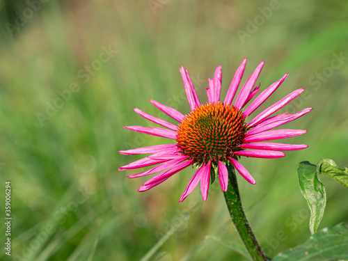 close-up of a pink coneflower (echinacea) with copy space