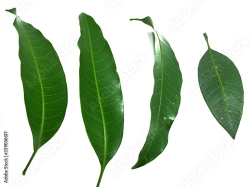 Photography Mango Leaf Stock Photos