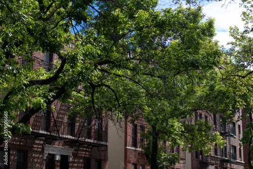 Wallpaper Mural Green Trees during Spring in front of a Row of Old Brick Residential Buildings in Astoria Queens New York Torontodigital.ca