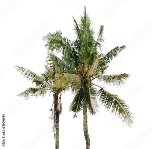 Coconut tree  isolated on a white background