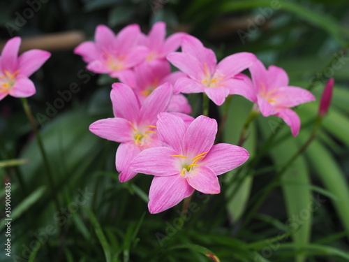 pink flowers in the garden