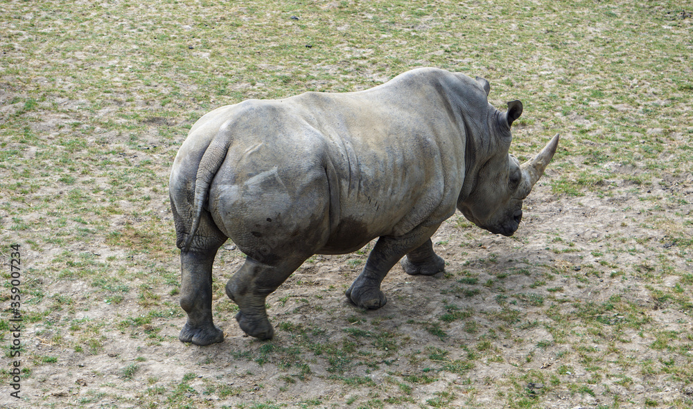 Naklejka premium Rhinocéros