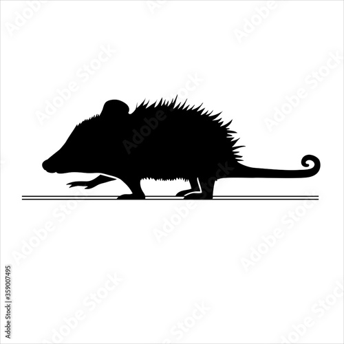 Opossum.