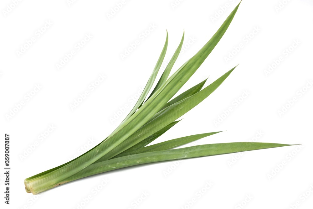 Fresh pandan leaves,isolated on white background Fresh pandan leaves,isolated on white background