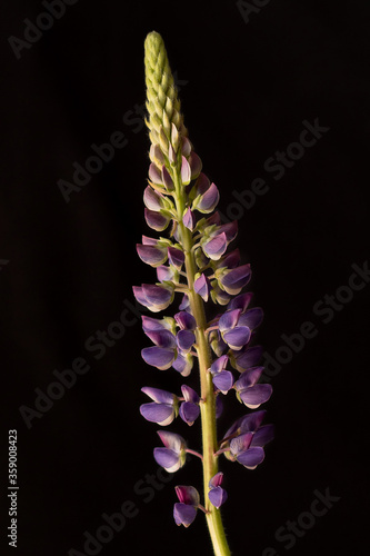 Lupins blooming on a black background