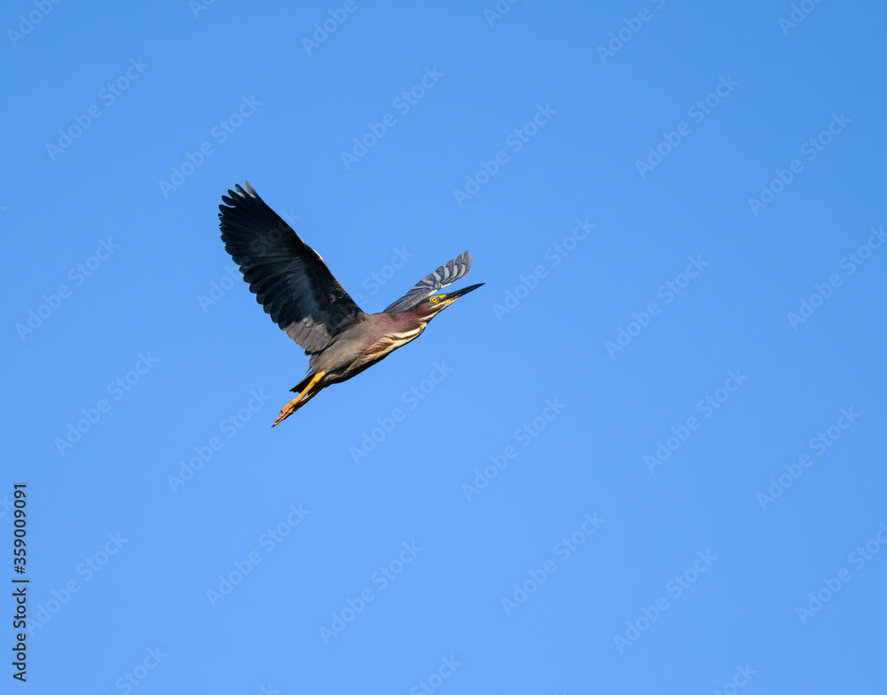 Green Heron in Flight on Blue Sky Green Heron in Flight on Blue Sky