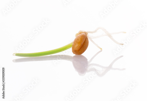 young sprouted wheat isolated on a white background