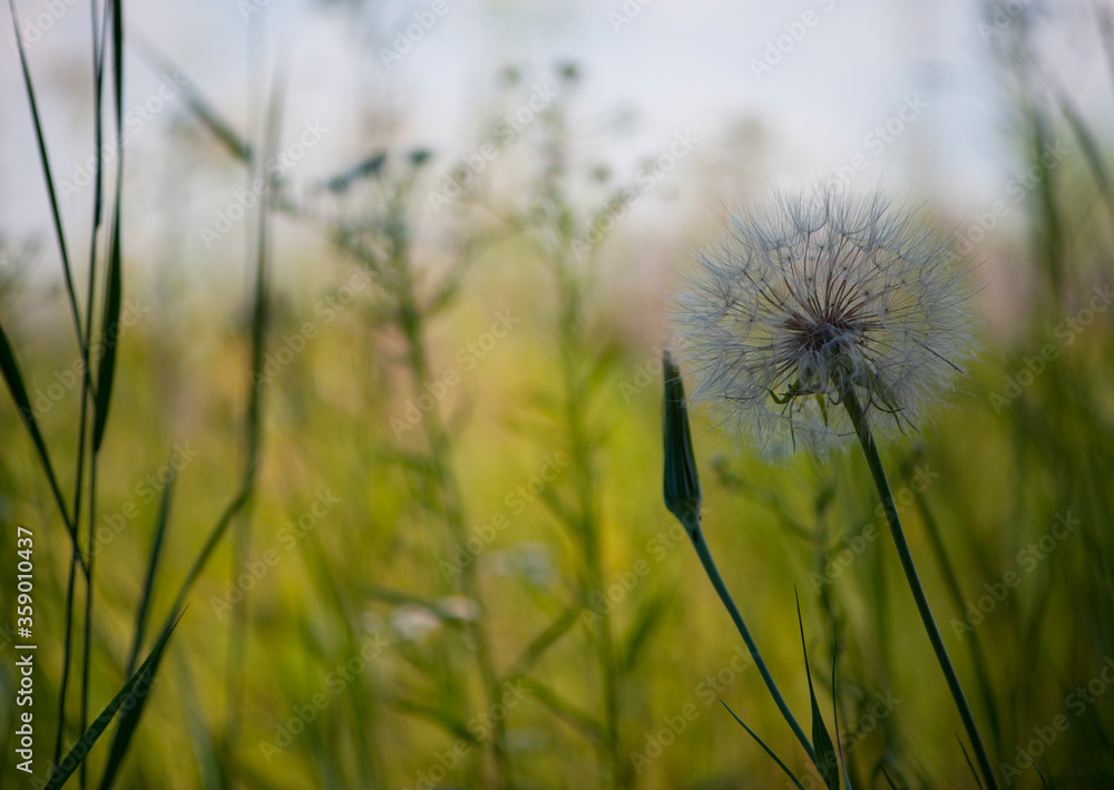 
delicate dandelion in a field in the grass
