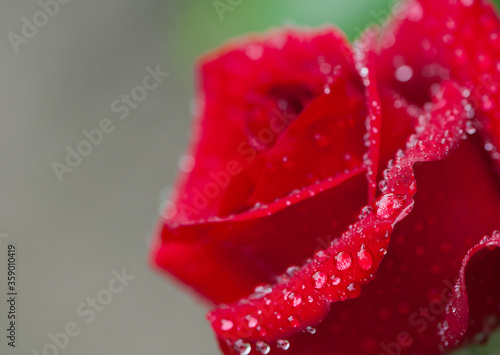 background with big red rose petals in dew drops