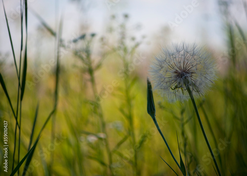  delicate dandelion in a field in the grass