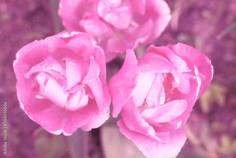 Obraz premium beautiful pink tulips blooming at springtime